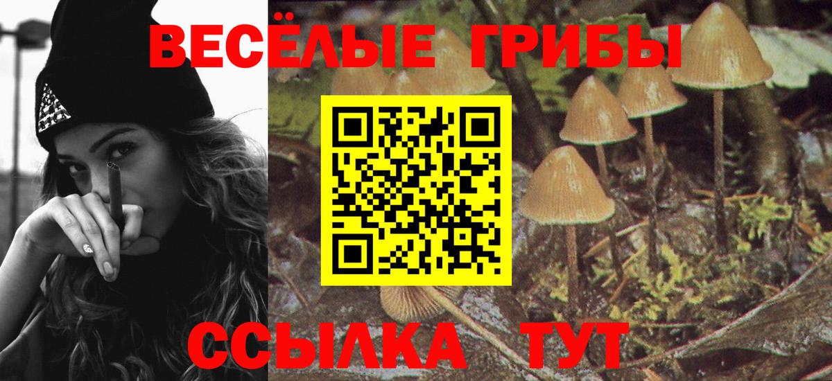 Псилоцибиновые грибы Psilocybe Краснокамск